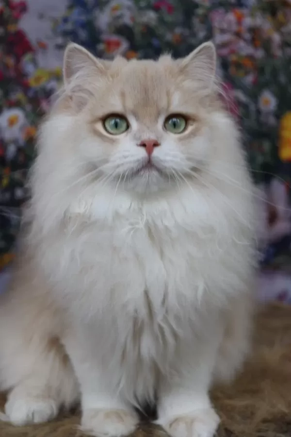 British Longhair Erkek