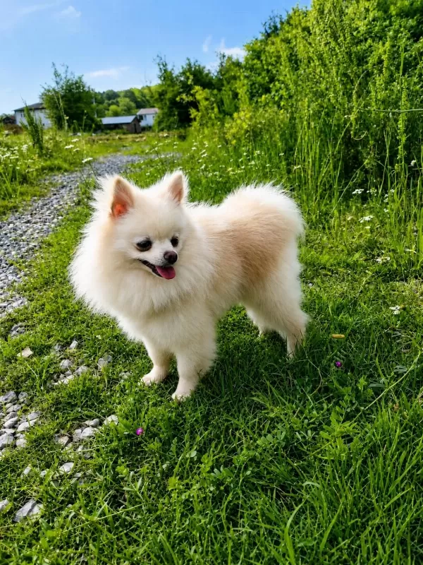 Teacup Boy Pamuk Prenses Pomeranian