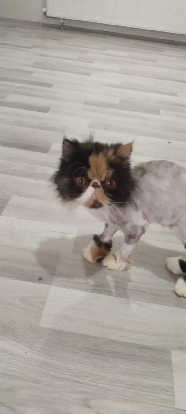 Egzotic Persian Longhair Dişi