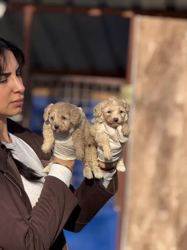 Maltipoo Bebeklerimiz