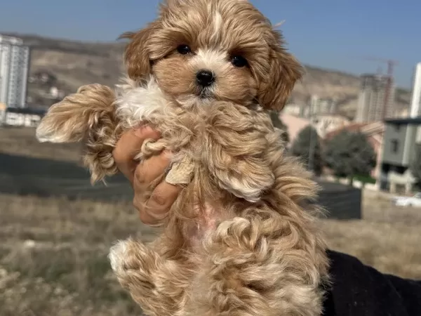 Petmode Köpek Çiftliğinden Tea Cup Kore Maltipoo