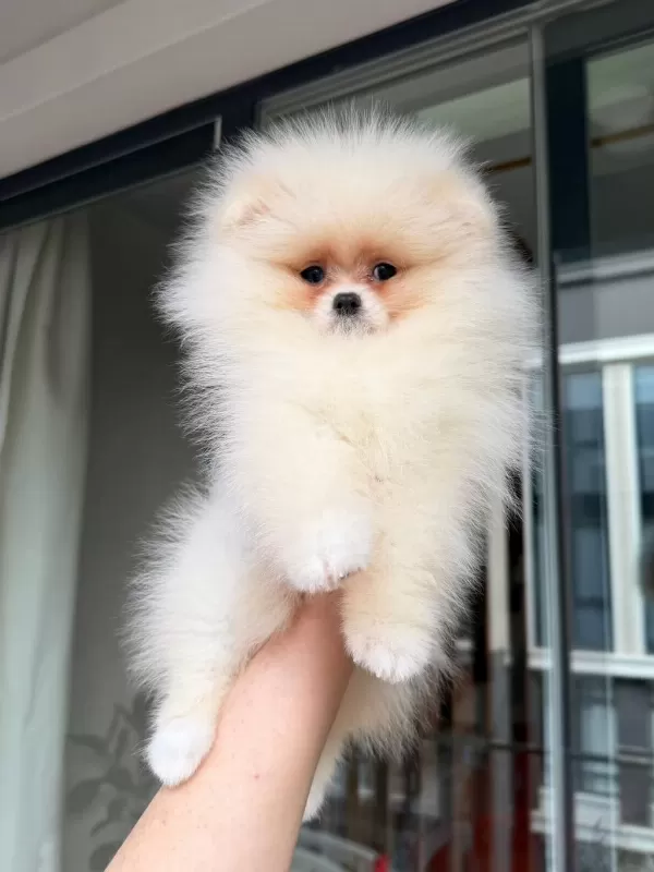 Pomeranian Yavrularımız Teslime Hazır