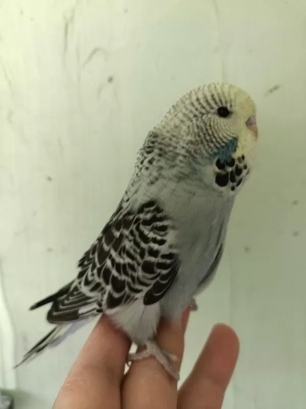 Show Jumbo Erkek Yavru Muhabbet Kuşu