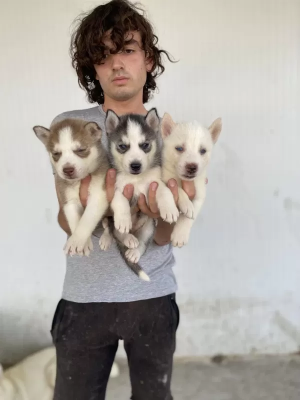 Her Renk Husky Yavrularımız