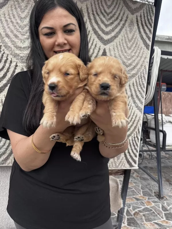 Bebek Yüz Golden Retriever Yavrularım