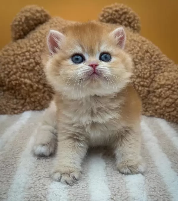 Altın Parıltısı Golden British Shorthair