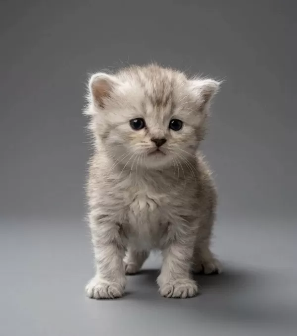 British Longhair Yavrum