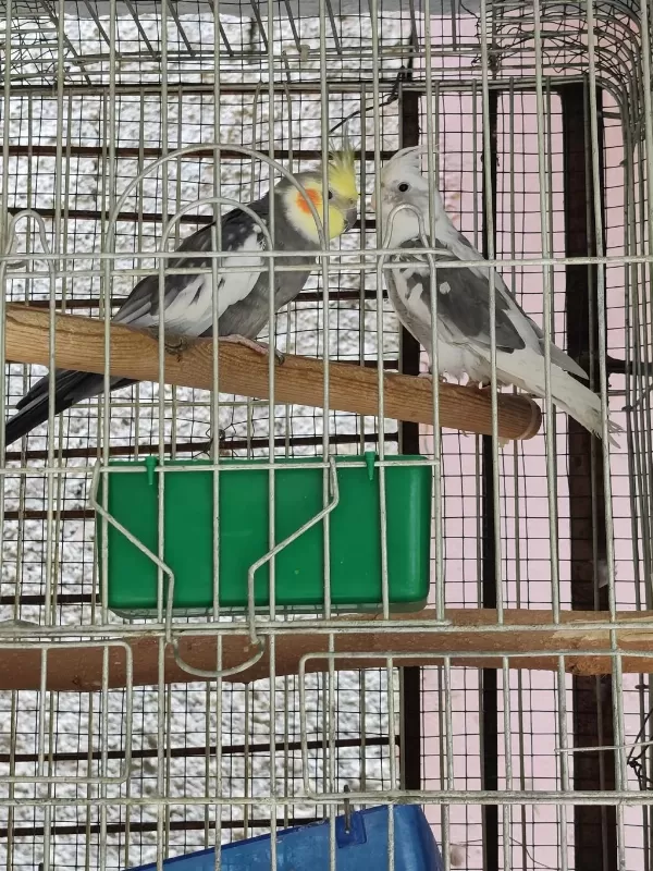 Çift Sultan Papağanı