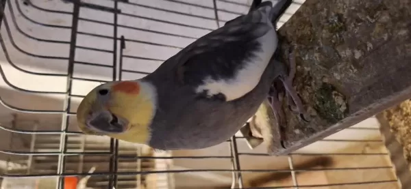 Grey Sultan Papağanı