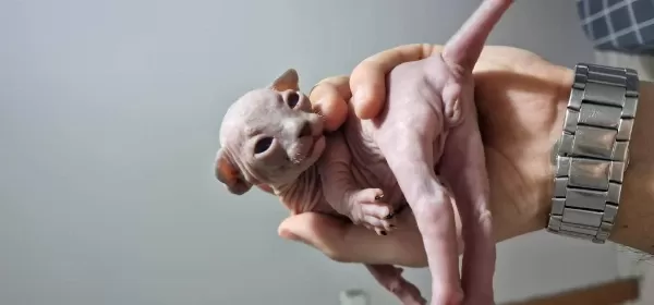 Sphynx Yavrular Rezerveye Açık