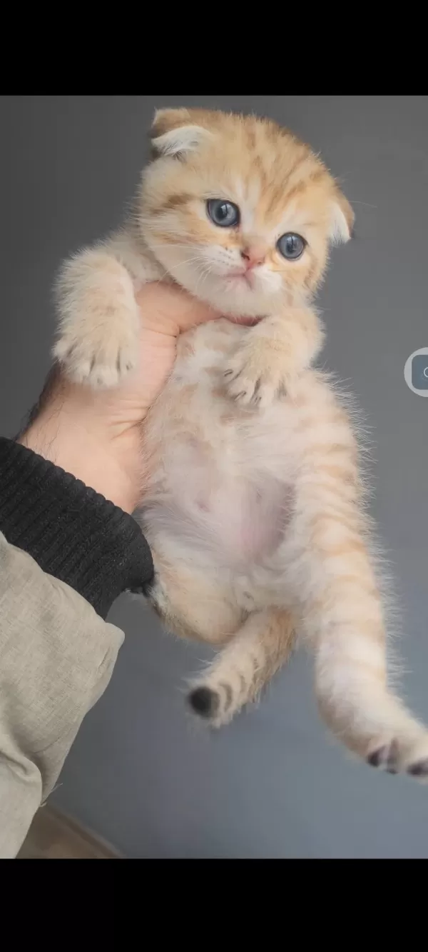 Scottish Fold Kedisi