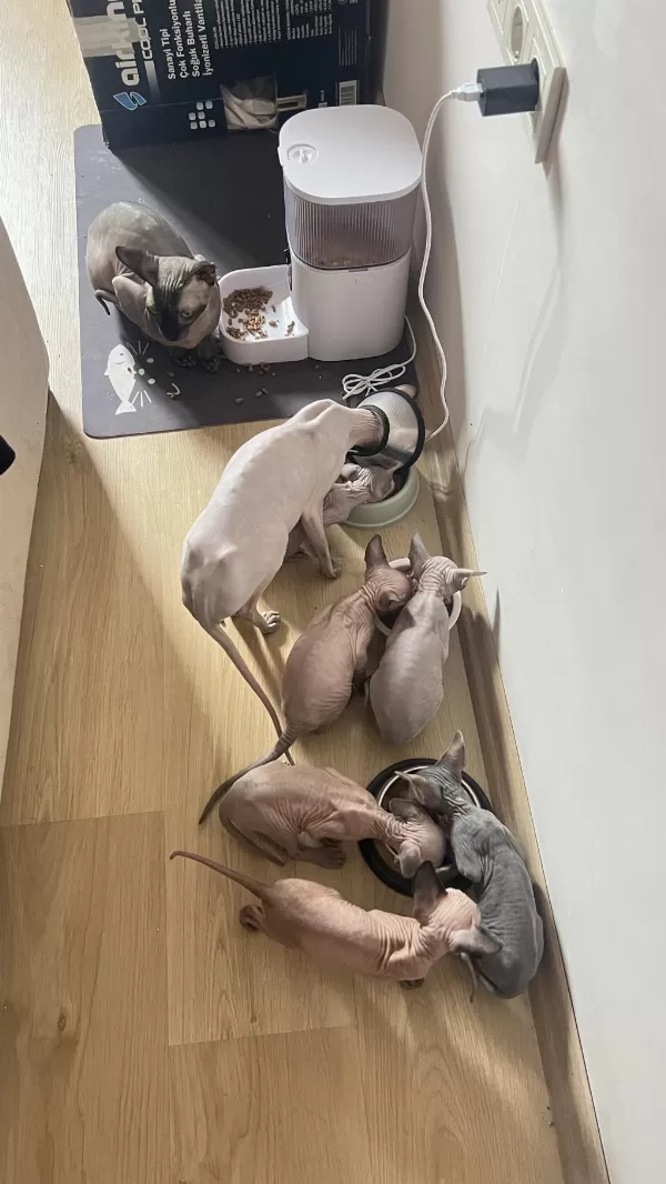 Safkan Kanada Sfenks Yavruları