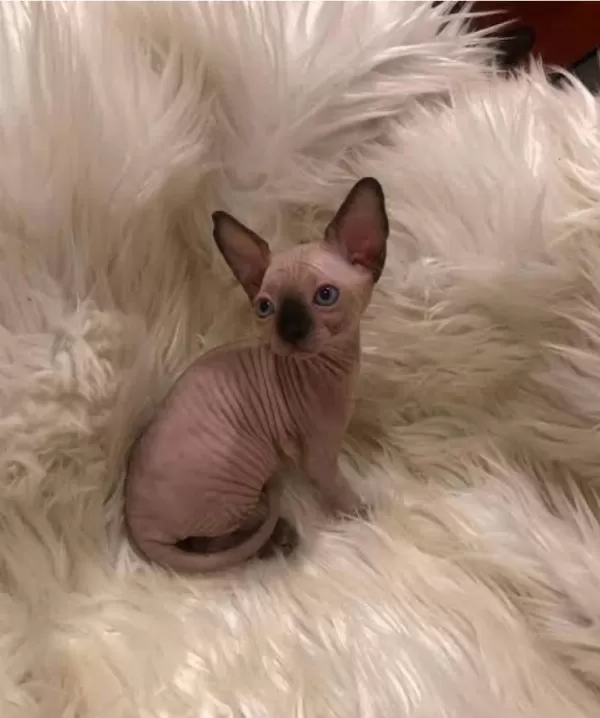 Sphynx Sfenks Yavrular