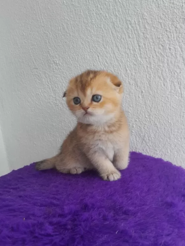 Golden Scottish Fold Kız Bebeğimiz