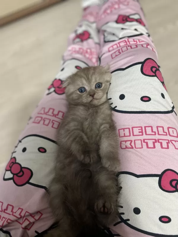 1 Buçuk Scottish Fold Yavru Kediler