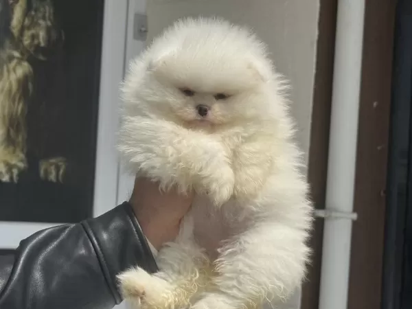 Petmode Köpek Çiftliğinden Tedy Face Pomeranian
