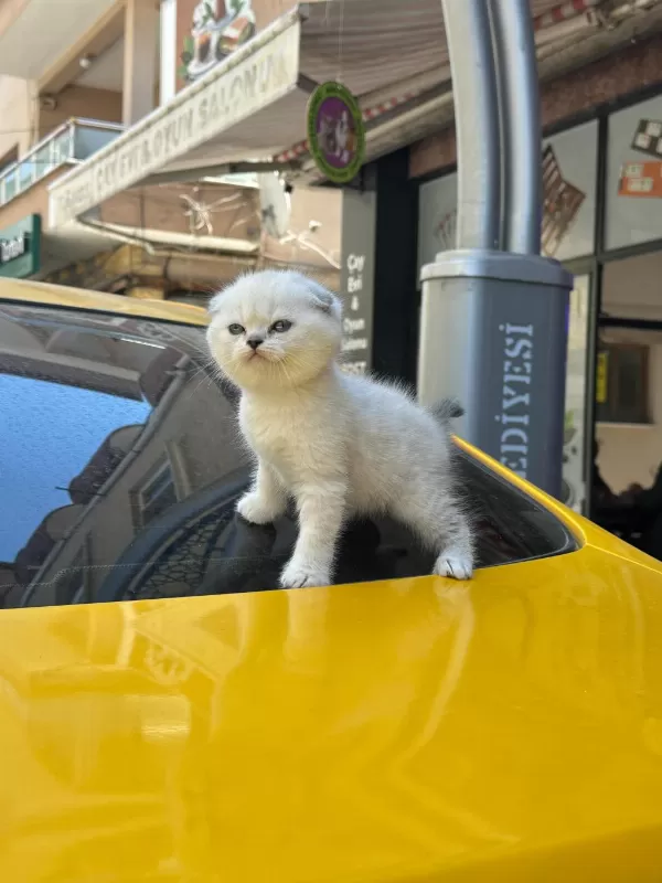 Koca Kafa Kedilerimiz Aa Kalite Safkandır