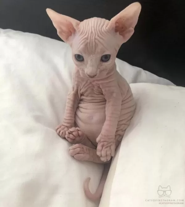 Sphynx Kitten Pet Consultant Listing