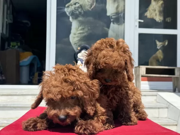 Ankaralı Ailerin İlk Tercihi Petmode Den Toy Poodle