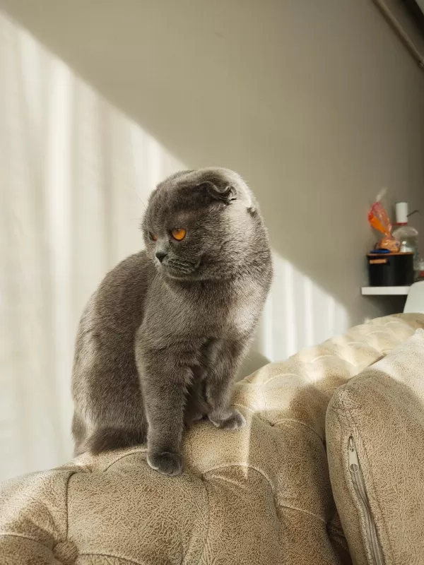 Scottish Fold Çok Uysal Prensesimiz