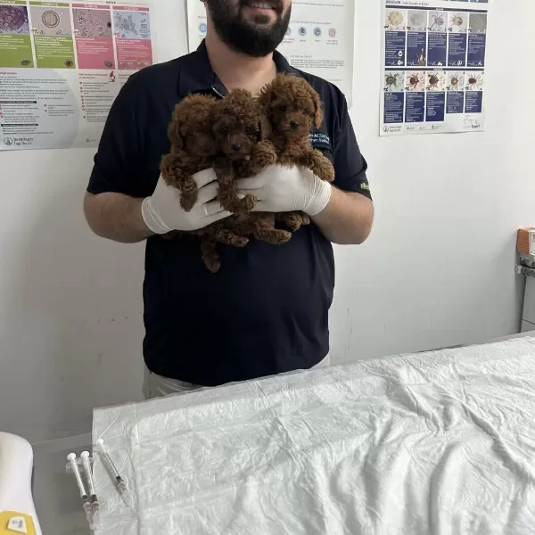 Teacup Premium Poodle Yavrularımız