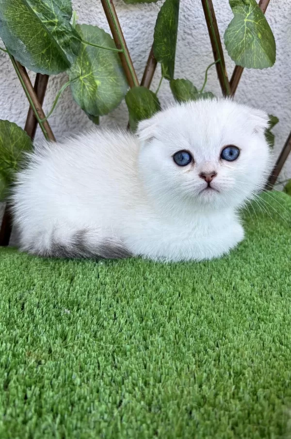 Scottish Fold Dişi Yavrumuz