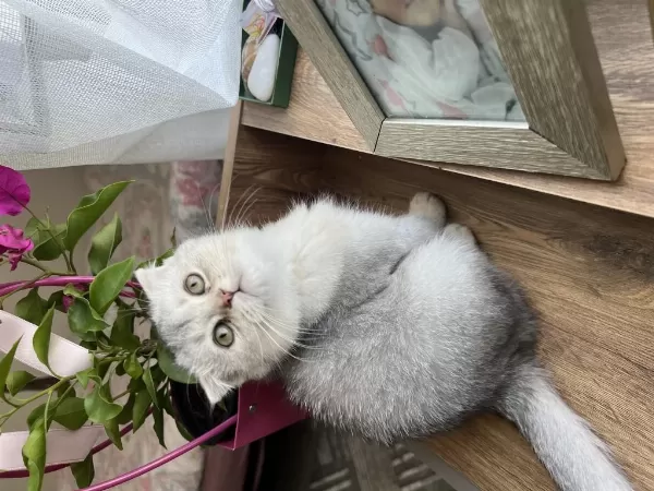 Teslime Hazır Silver Bebek Kediler