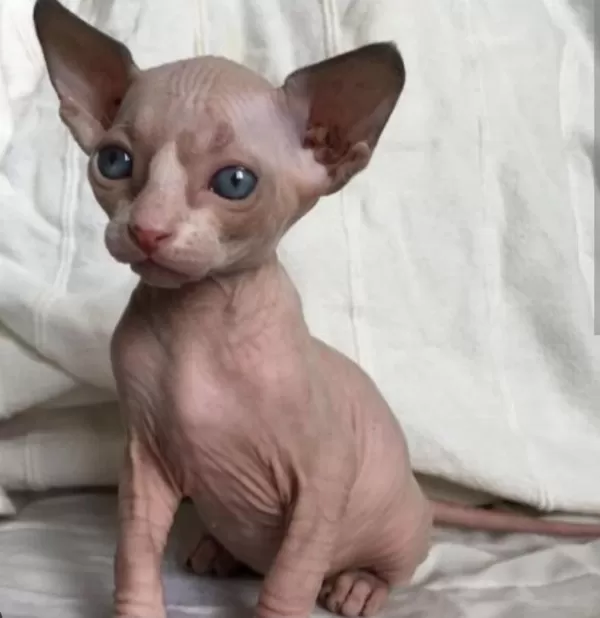 Kanada Sphynx Yavrular