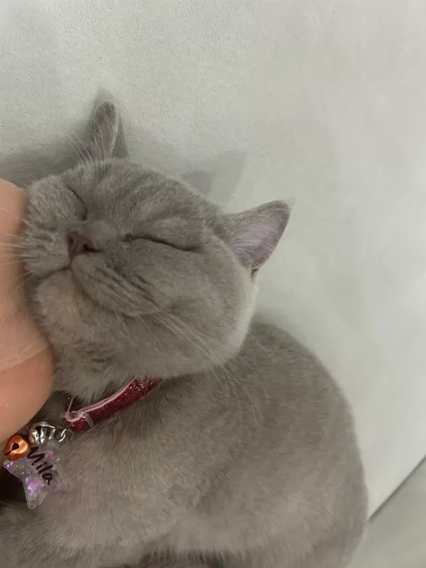 British Shorthair 6 Aylık