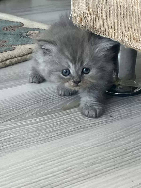 İki Aylık British Longhair İki Yavru