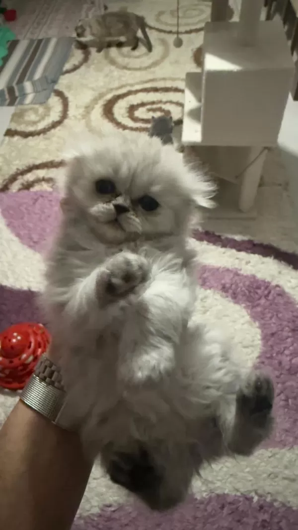 Dört Adet Scottish Fold Erkek Dişi