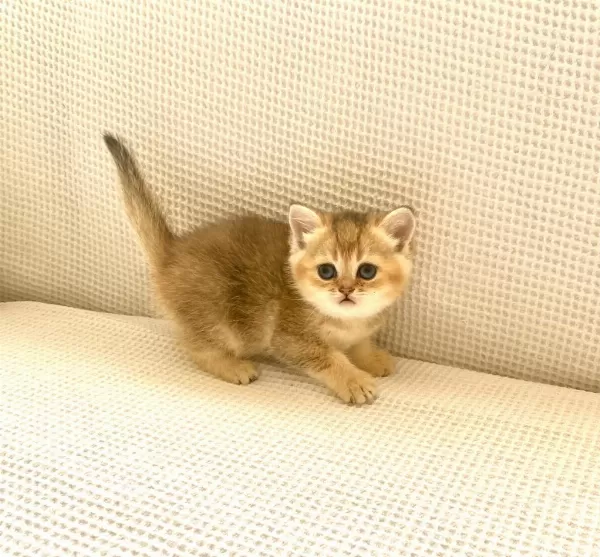 Golden Ny25 Altın Sarısı Zümrüt Gözlü British Shorthair