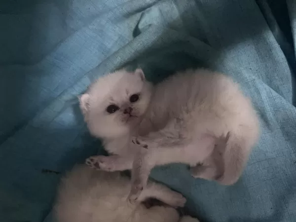 British Shorthair (açiklamayi Okuyun)