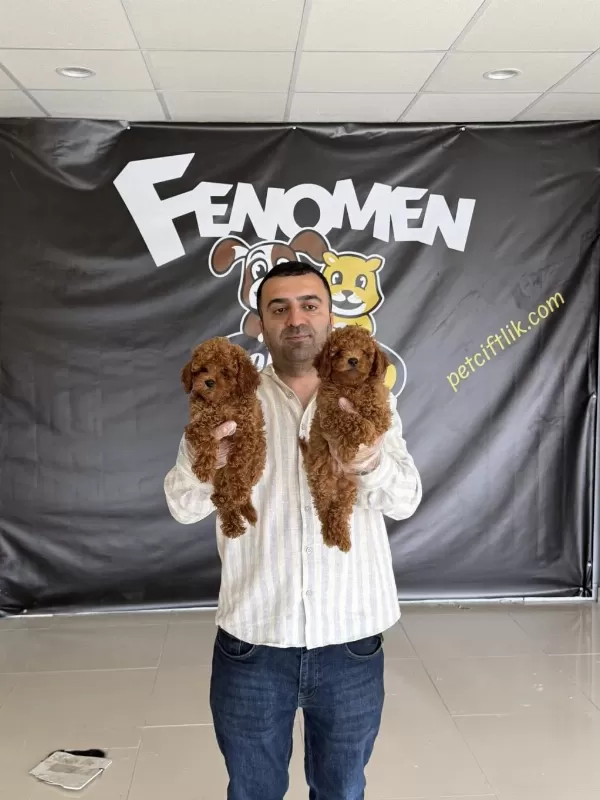Bayram Şekerleri Geldi Toy Poodle Yavrular Hazır Ankara