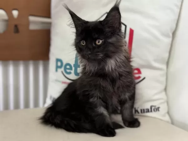 Sçr Belgeli Maine Coon Yavrularımızzı Canlı Görün