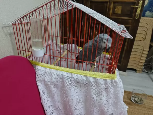 Sağlıklı Jako Papağanımız