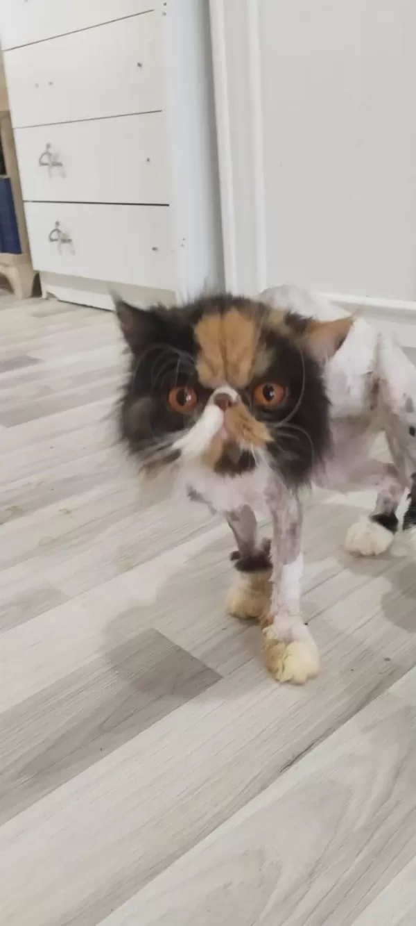 Egzotic Persian Longhair Dişi