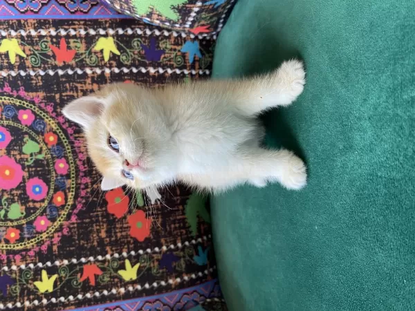 Golden British Shorthair Yavrusu