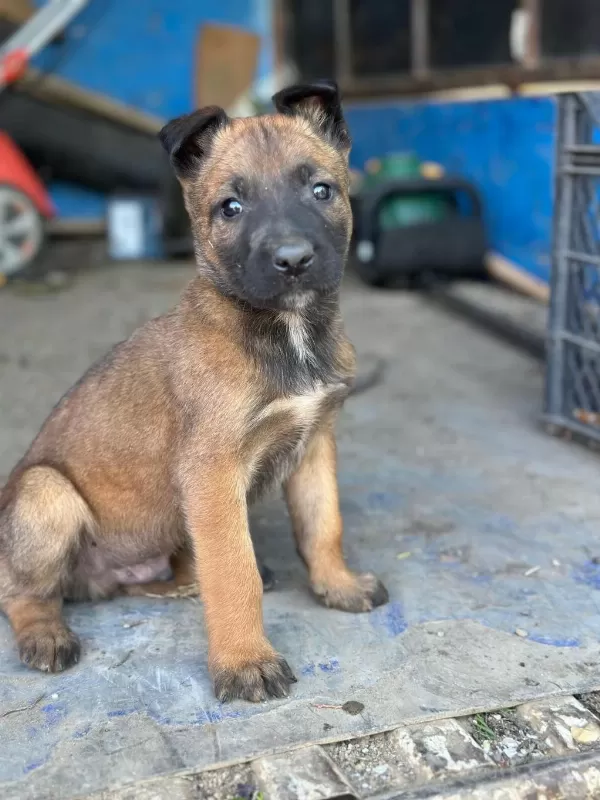 Belçika Kurdu Malinois Yavrular