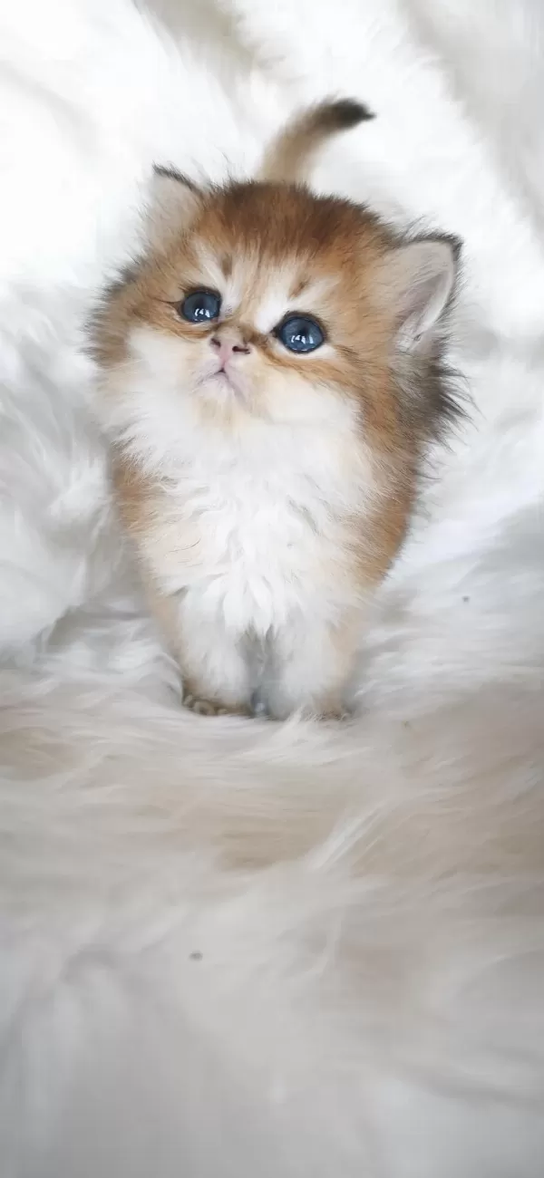Ny25 Erkek British Longhair