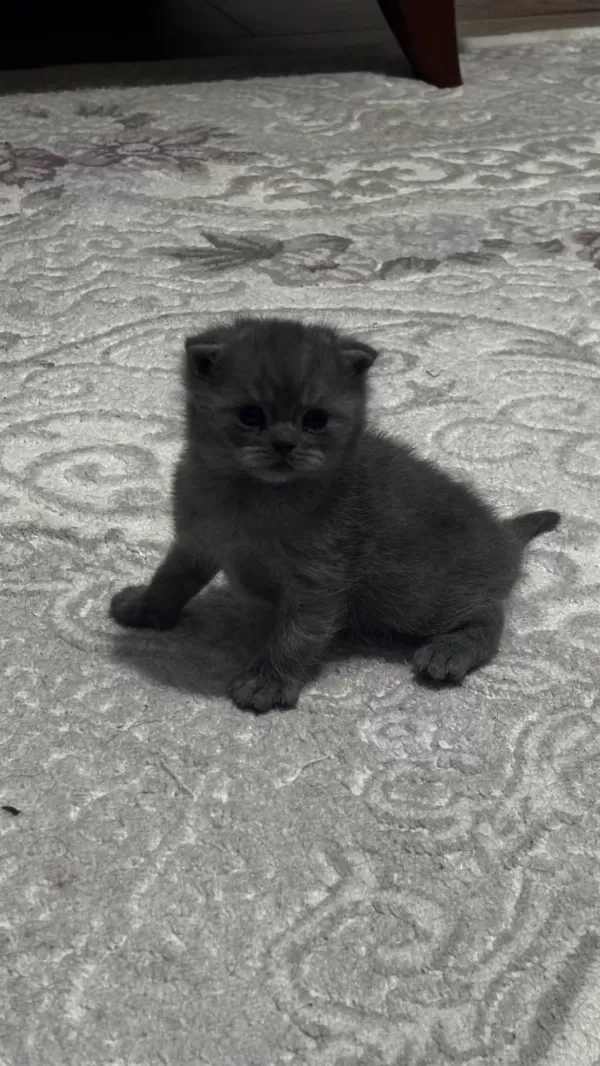 Scottish Fold Erkek Kedimiz Sahiplenilmeyi Bekliyor