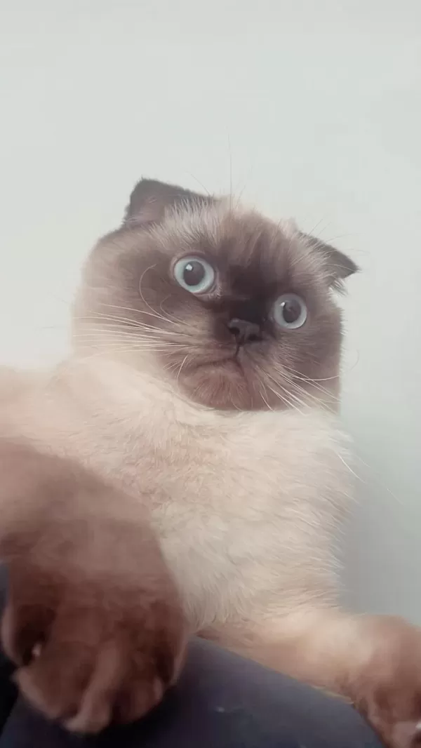 2 Yaşında Eğitimli Scottish Fold