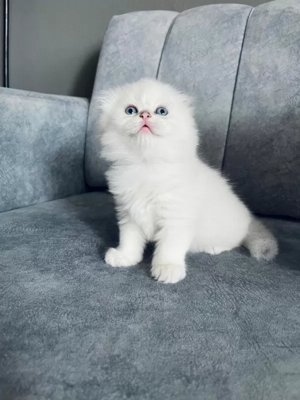 2 Aylık Uzun Tüylü Scottish Fold - Full Şecereli