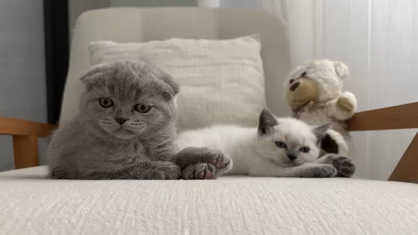 Scottish Fold Kedisi 55 Günlük
