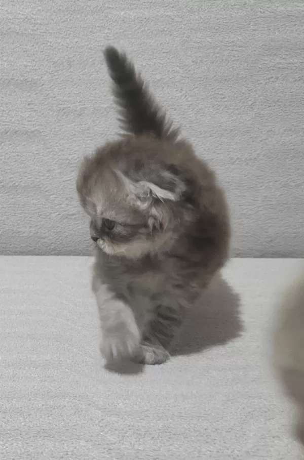 Scottish Fold Longhair Dişi Bebek
