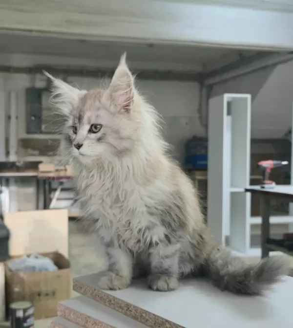 Xxxl Üst Kaliteli Dişi Maine Coon