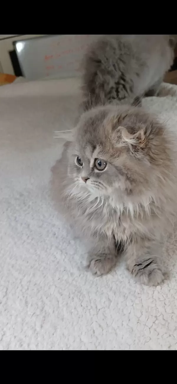Anne Altından British Longhair Bebekler