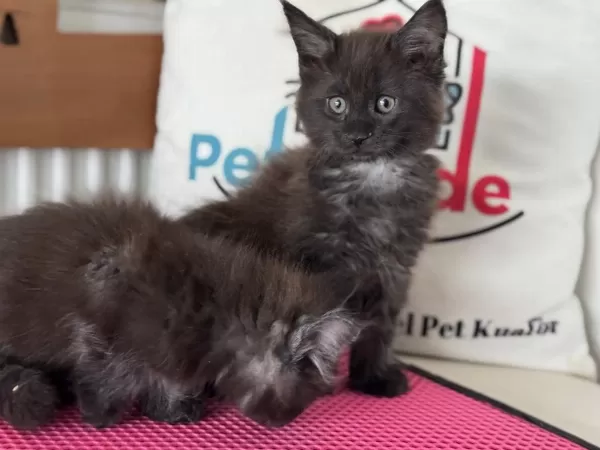 Ultra Kalite Maine Coon Yavrularımız