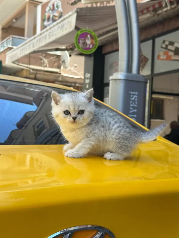 Koca Kafa Kedilerimiz Aa Kalite Safkandır