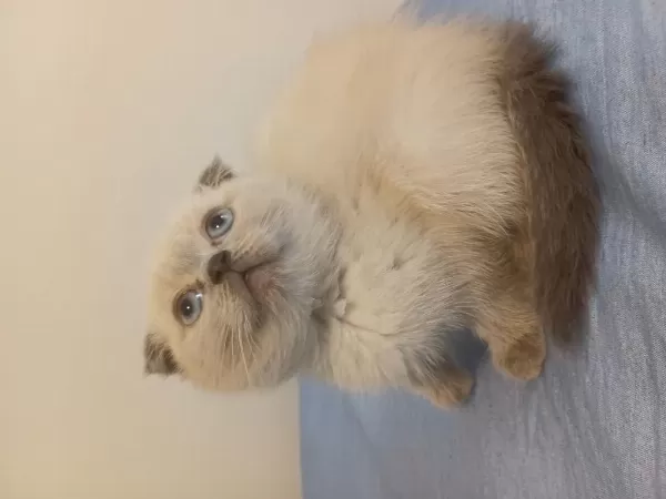 2 Aylık Scottish Fold